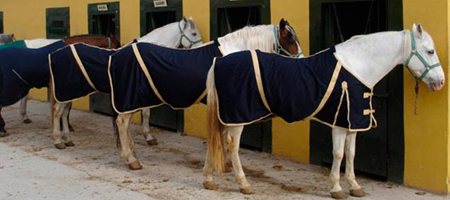 En Cuencaventura disponemos 8 caballos de raza española para nuestras actividades de multiaventura: Rutas a caballo.